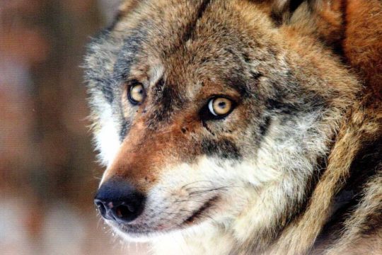 Vient de paraître : « Le loup et son mystère. Histoire d’une fascination »