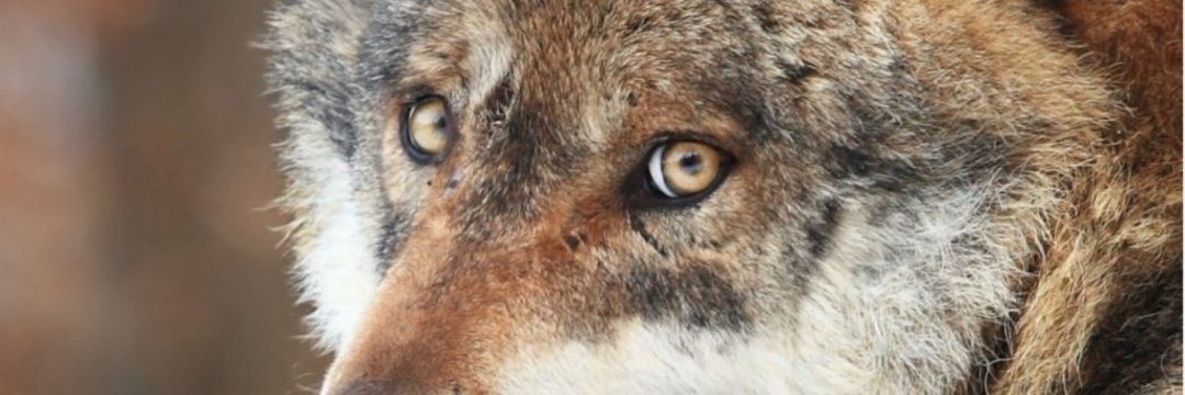 « Le christianisme a-t-il diabolisé le loup ? »