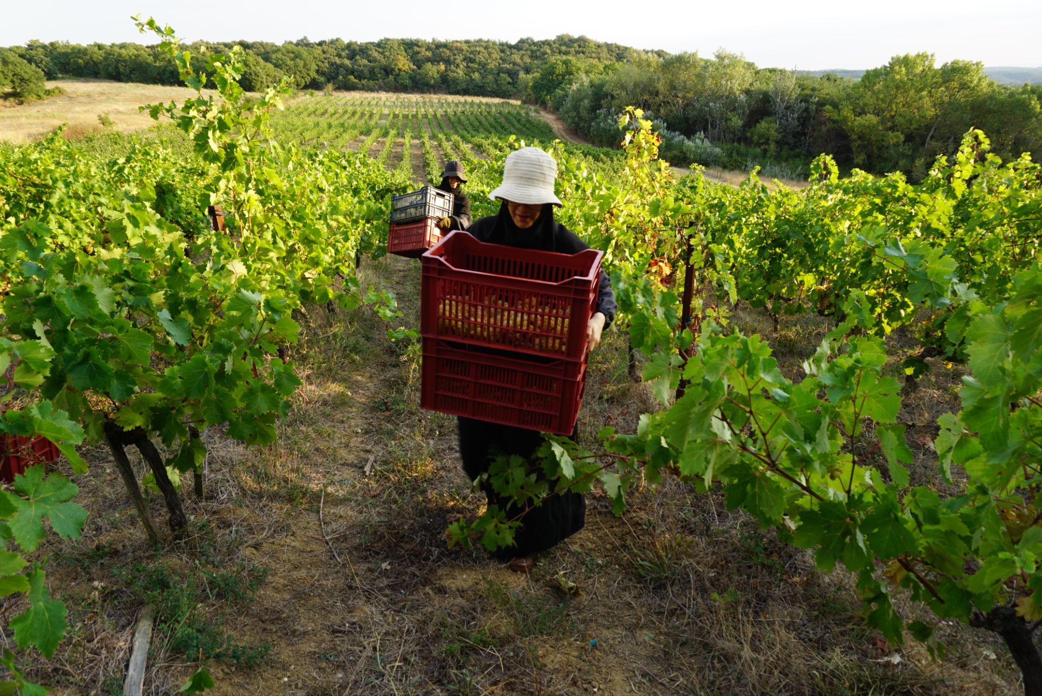 Une sœur du monastère de Solan pendant les vendanges